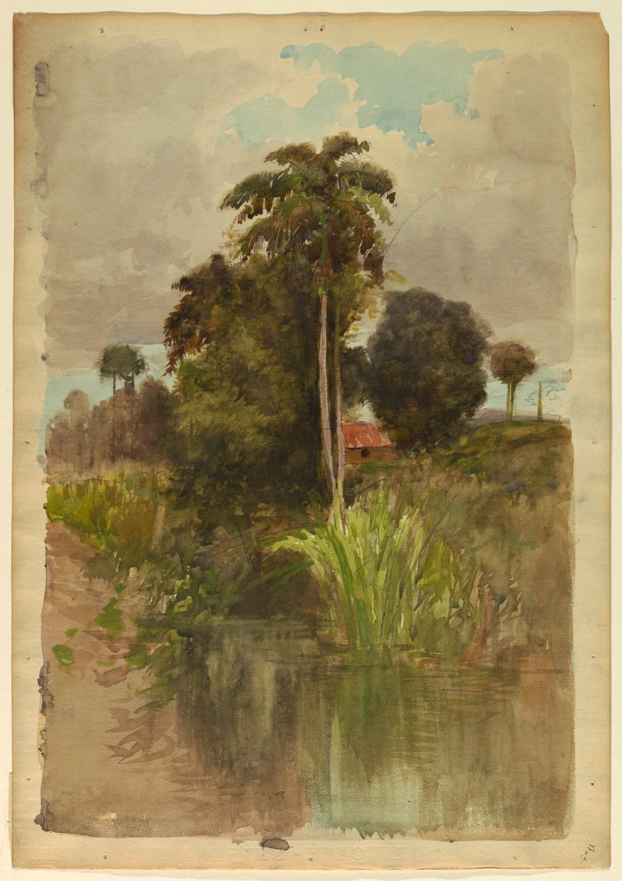 Estudio de palmeras de Francis Hopkinson Smith