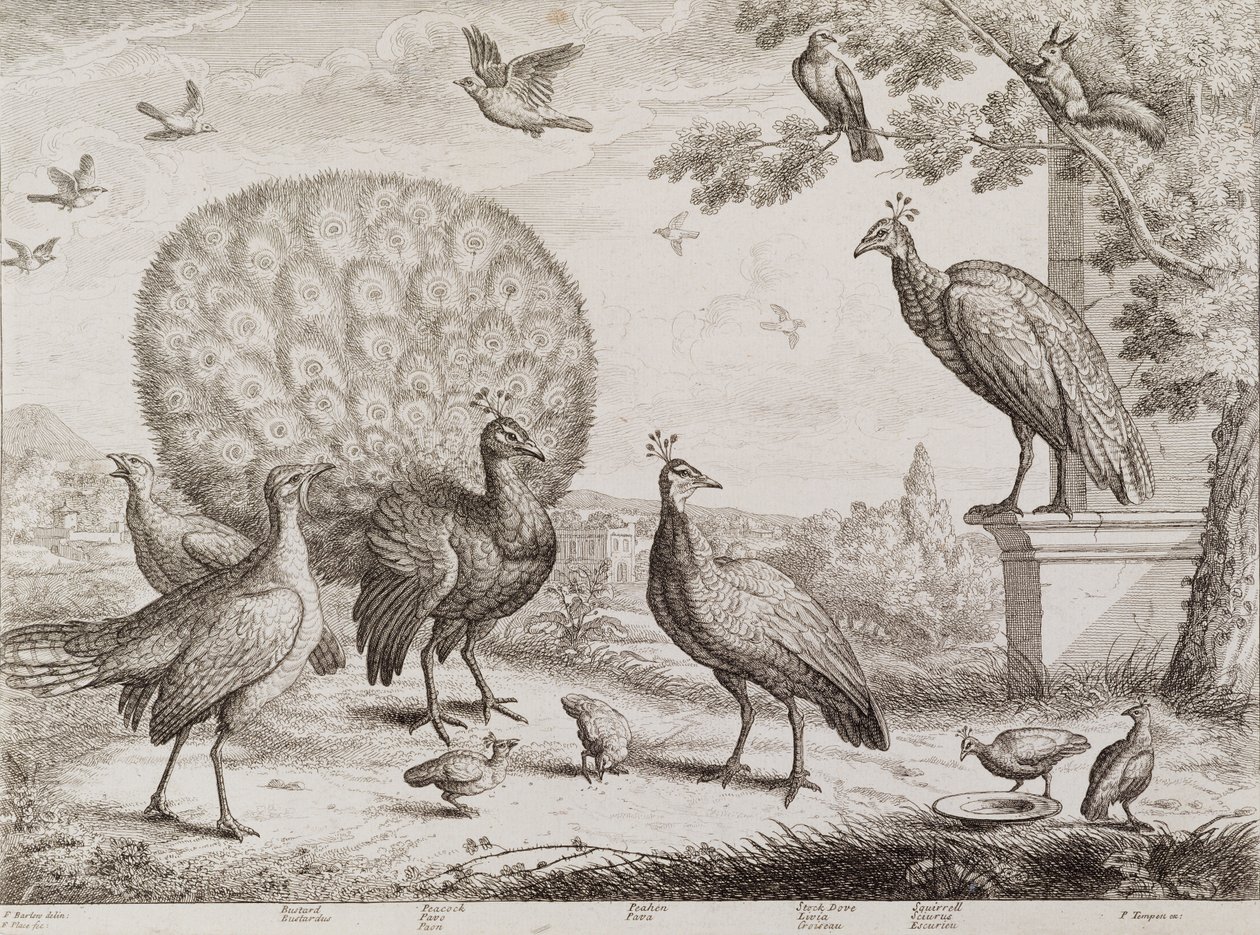 Grupo de aves con pavo real de Francis Place