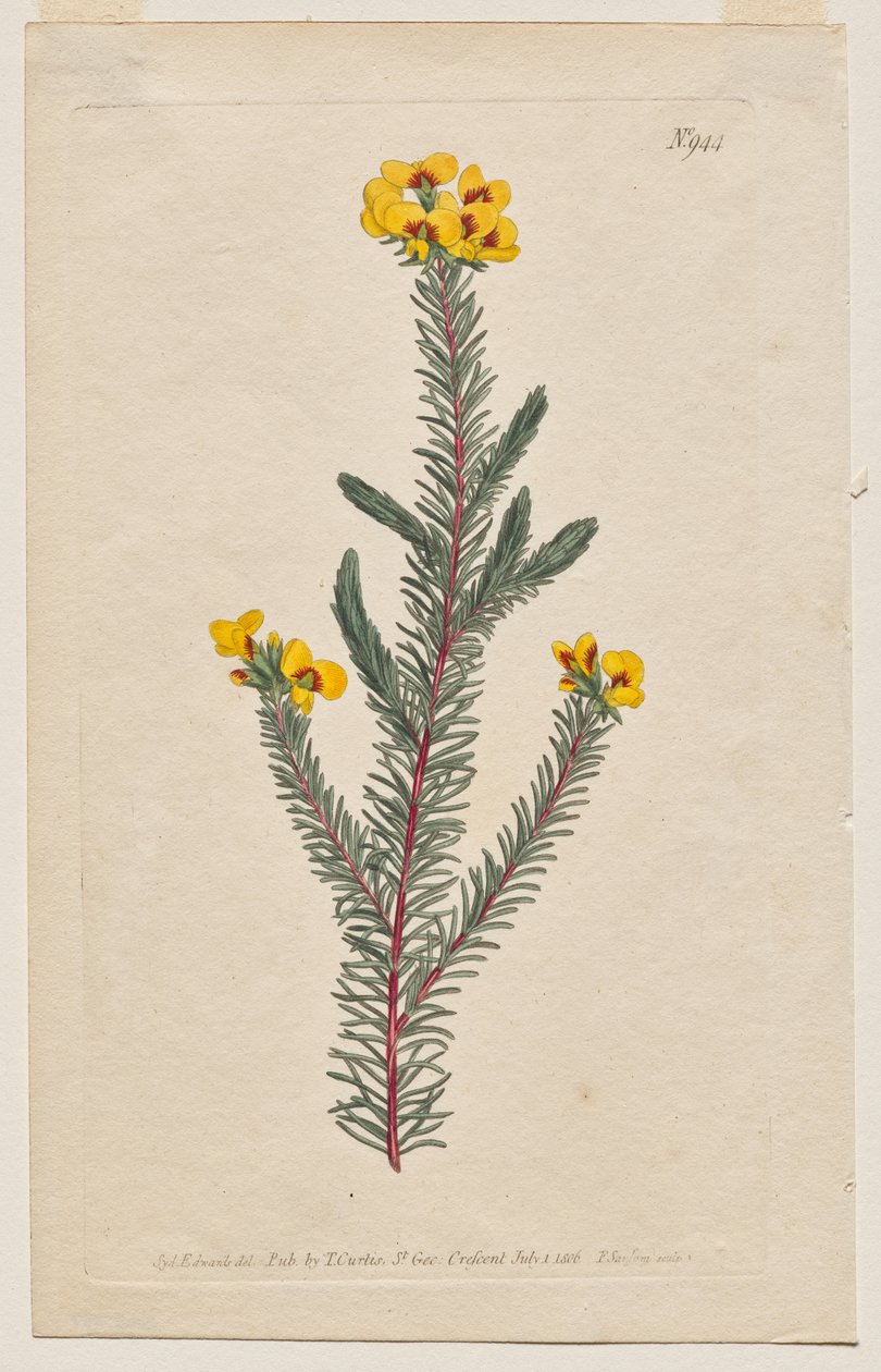 The Botanical Magazine o Flower Garden Mostrado: Placa 944, Dillwynia glaberrima. Dillwynnia de hojas lisas. [Dillwynia ericifolia gaberrima] de Francis Sansom