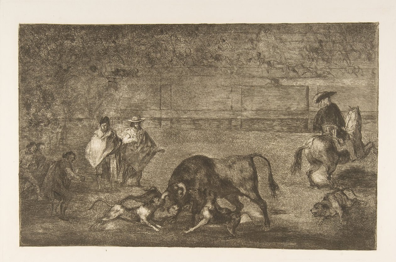 Placa C: los perros soltados sobre el toro, ca. 1816 de Francisco de Goya
