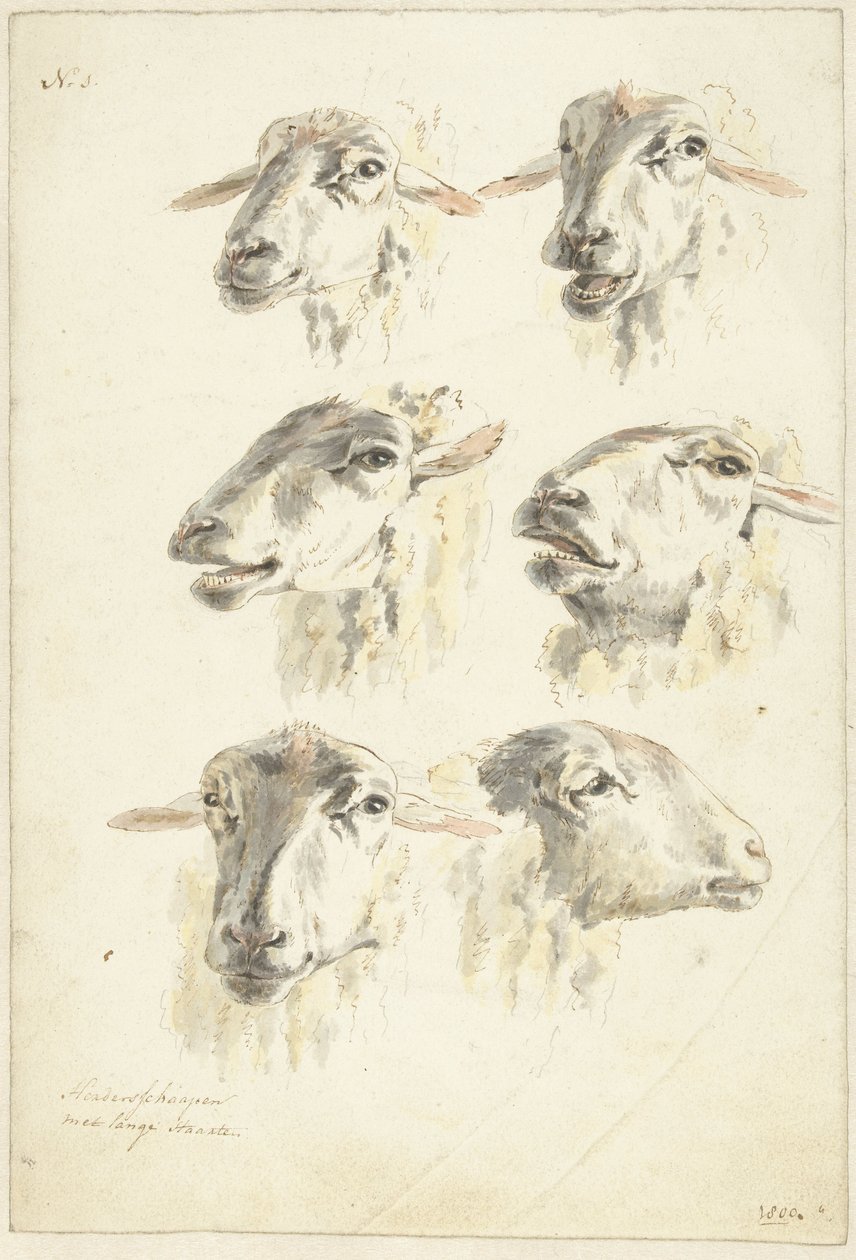 Hoja de estudio con seis cabezas de oveja de Franciscus Andreas Milatz (attributed to)