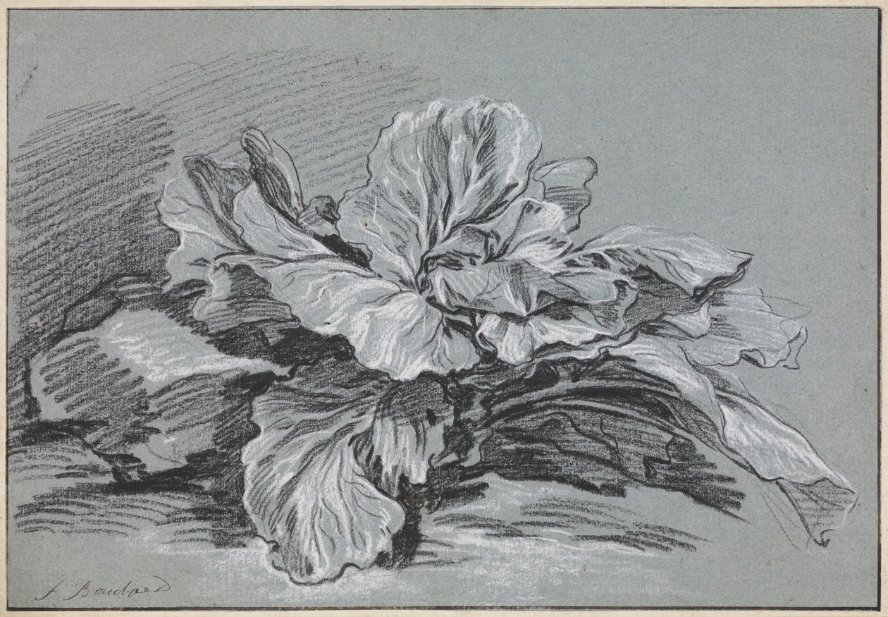Estudio de una col de François Boucher
