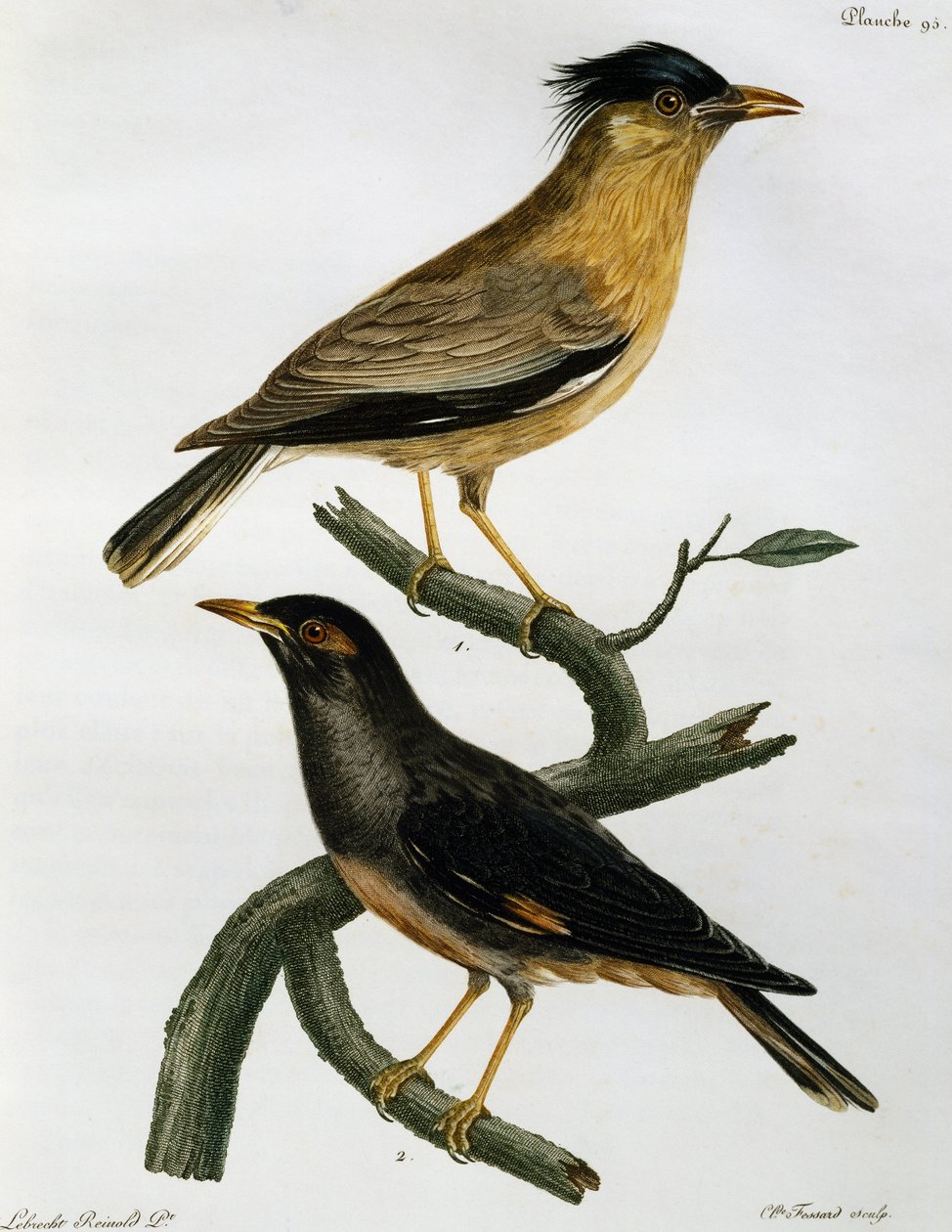 Estornino brahmán (Sturnus pagodarum) y, abajo, Miná de banco (Acridotheres ginginianus), grabado de Histoire Naturelle des Oiseaux d