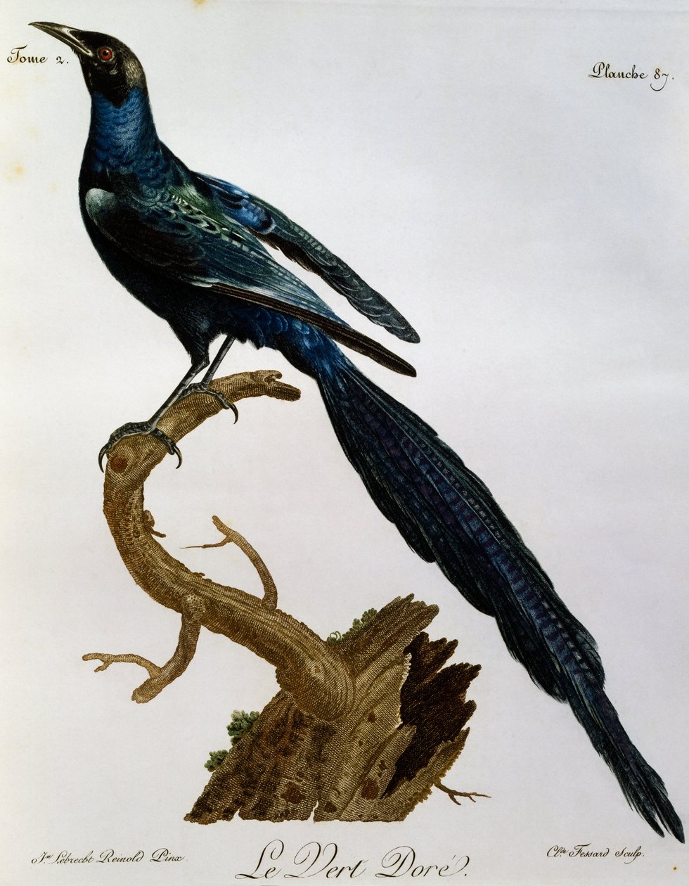 Estornino brillante de Burchell (Lamprotornis australis), grabado de Histoire Naturelle des Oiseaux d