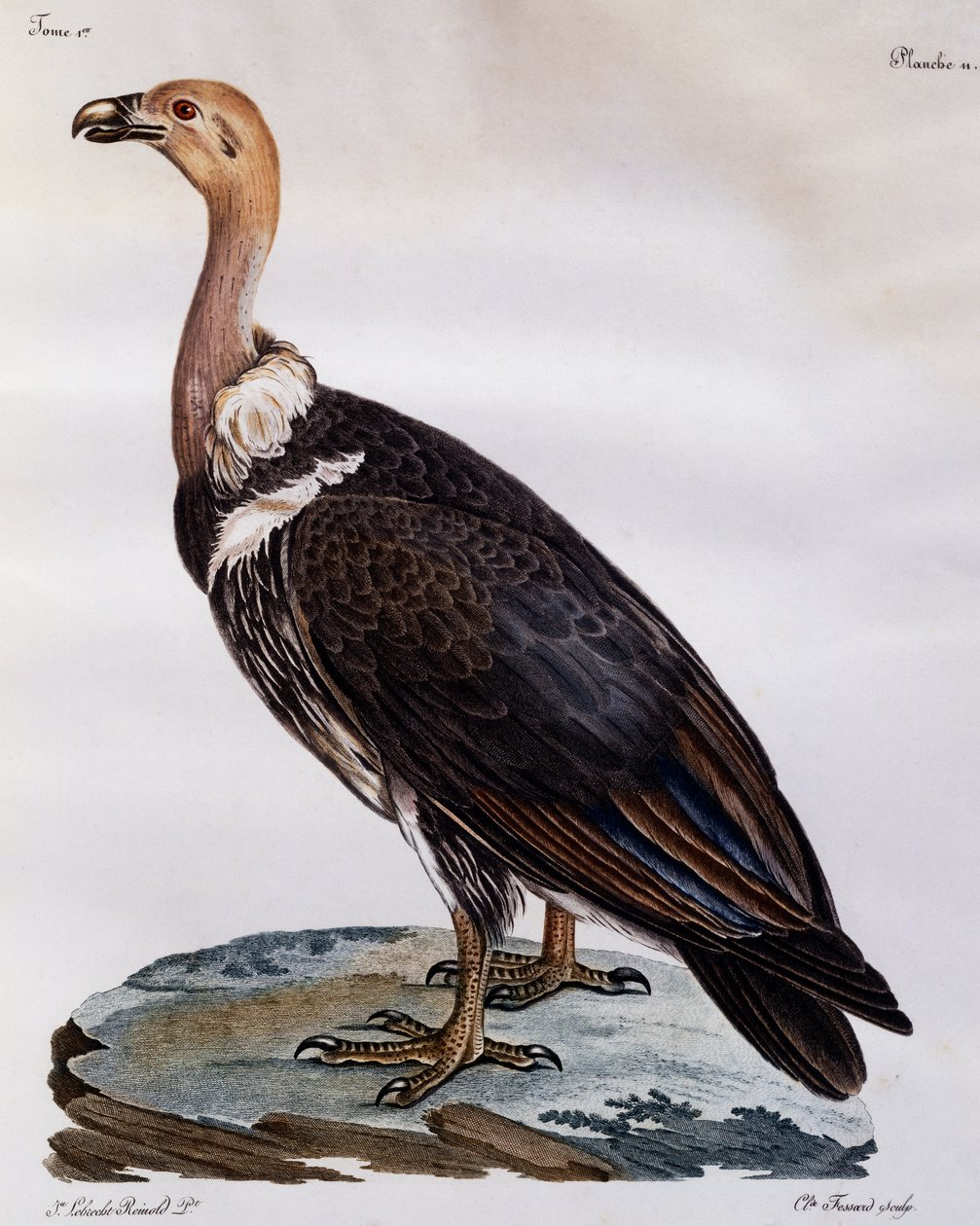Buitre del Cabo inmaduro (Gyps coprotheres), grabado de Histoire Naturelle des Oiseaux d