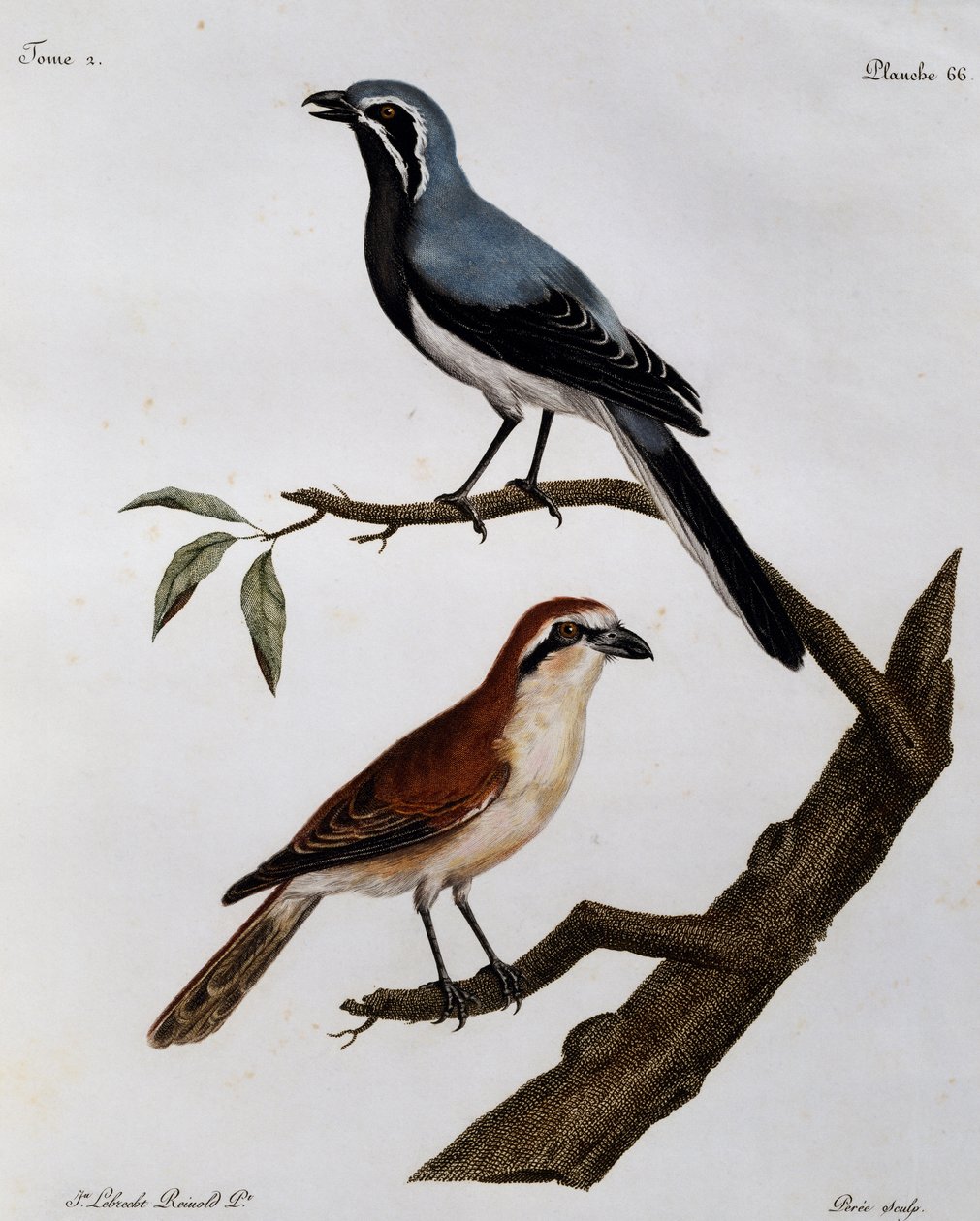Le Pendeur et le Rousseau, grabado de Histoire Naturelle des Oiseaux d