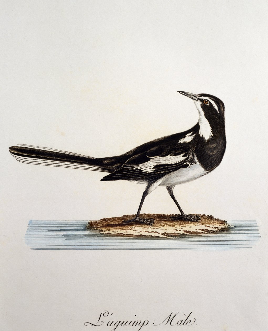 Lavandera africana macho (Motacilla aguimp), grabado de Histoire Naturelle des Oiseaux d