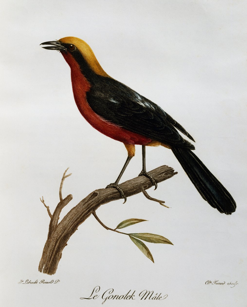 Macho de Gonolek común (Laniarius barbarus), grabado de Histoire Naturelle des Oiseaux d