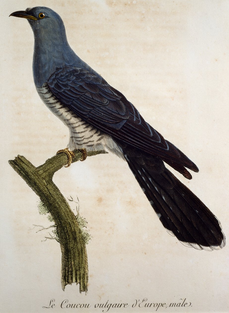 Macho de cuco euroasiático (Cuculus canorus), grabado de la Histoire Naturelle des Oiseaux d