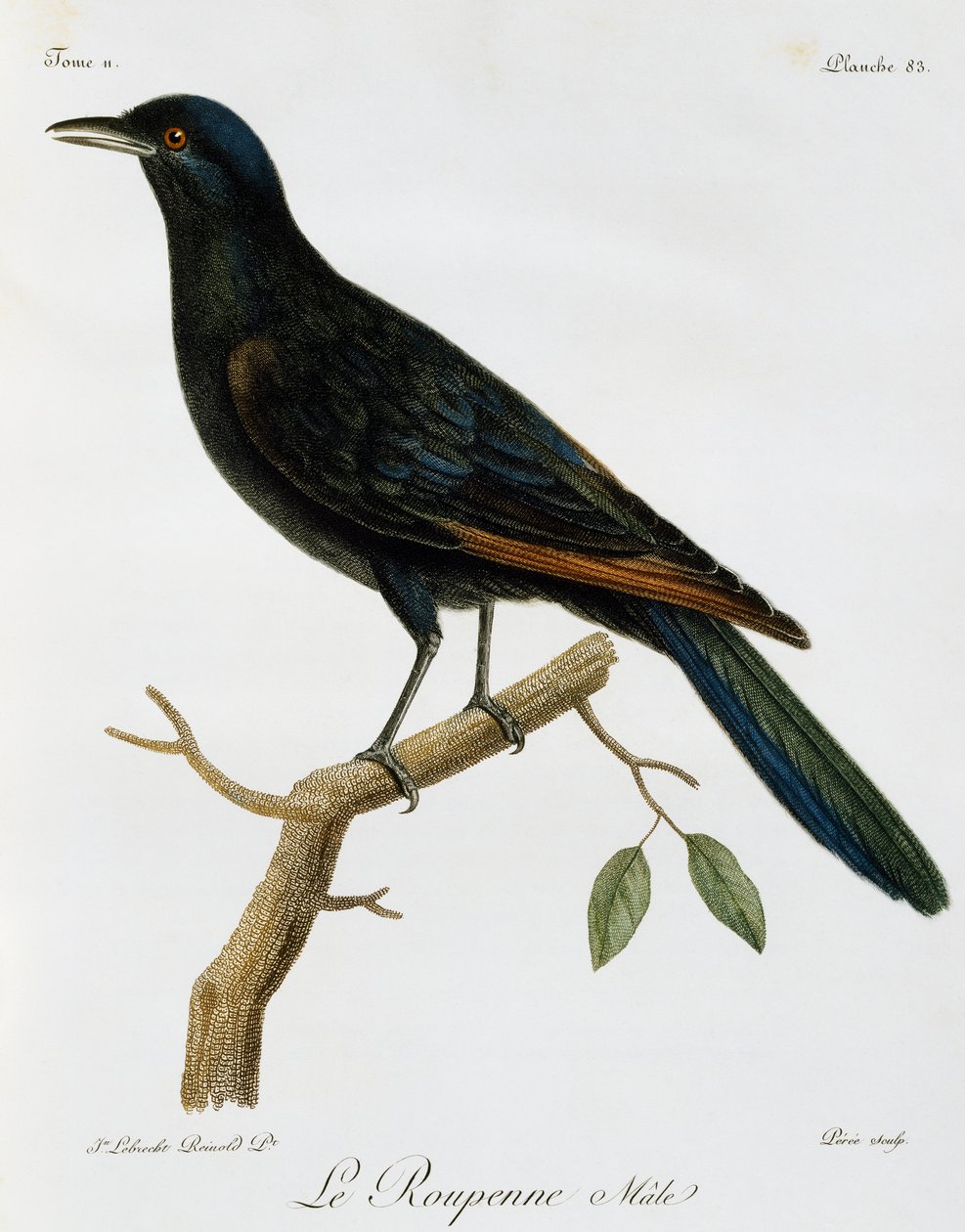 Estornino de alas rojas macho (Onychognathus morio), grabado de Histoire Naturelle des Oiseaux d