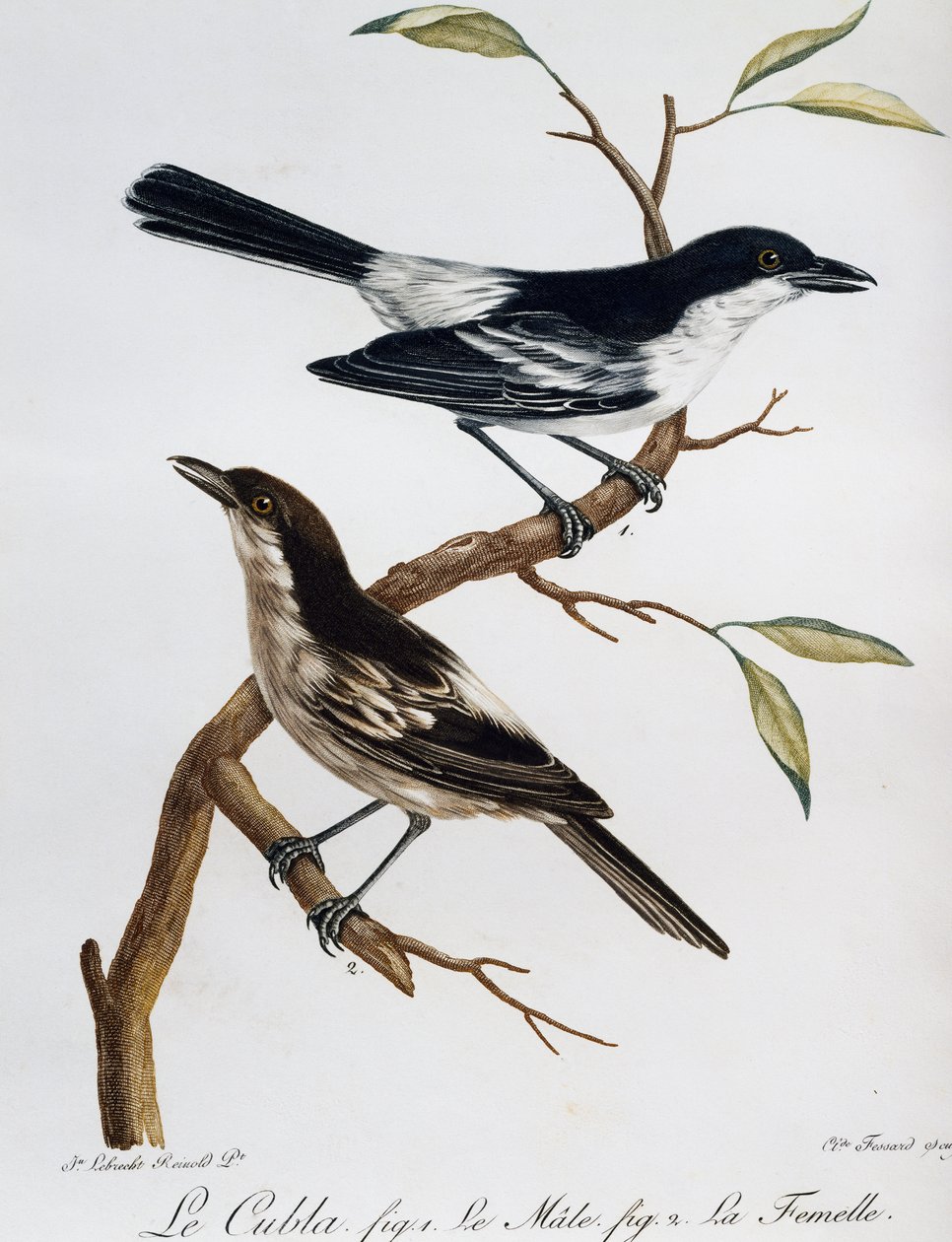Macho y hembra de Puffback de espalda negra (Dryoscopus cubla), grabado de Histoire Naturelle des Oiseaux d