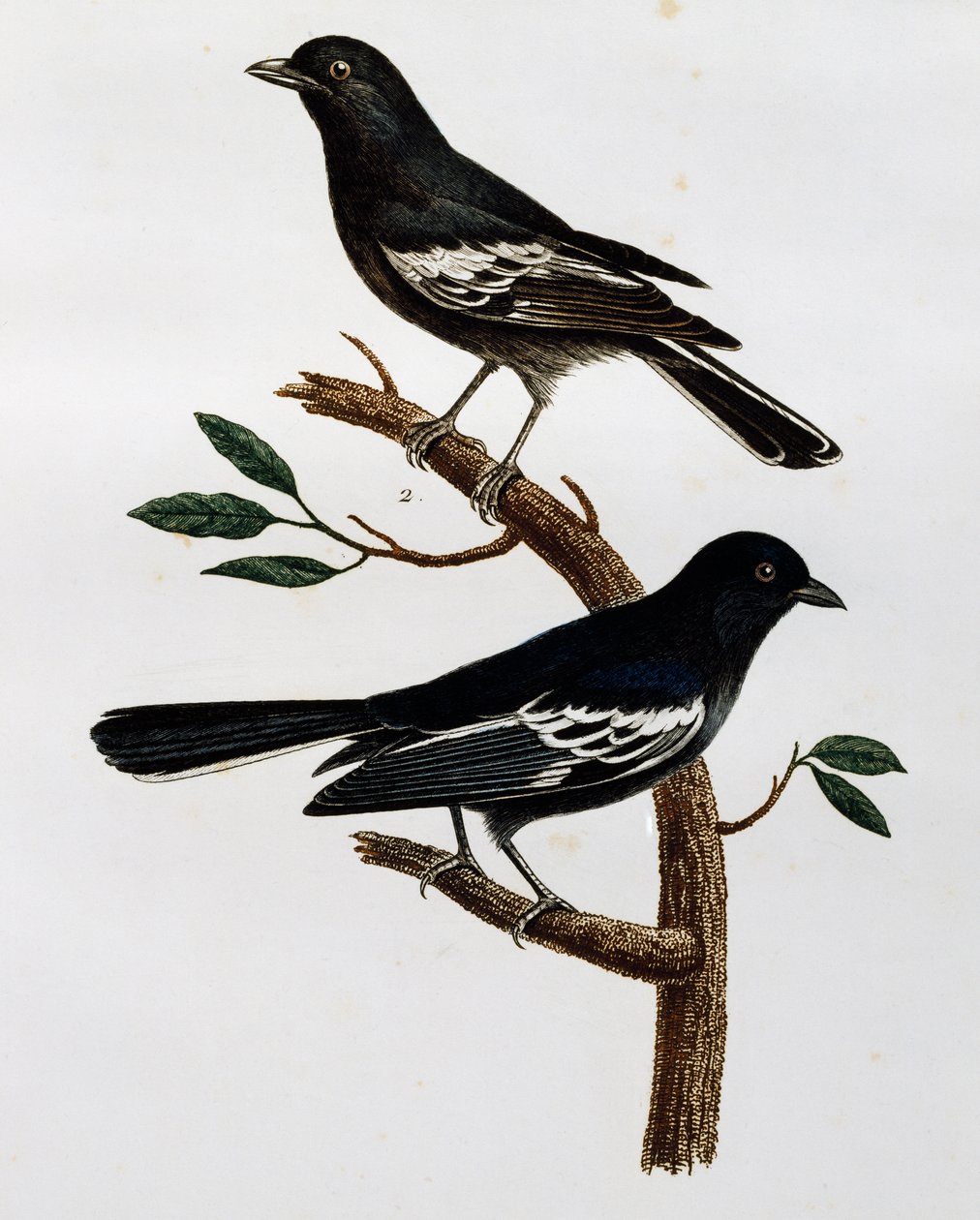 Macho y hembra de Carbonero negro (Parus niger), grabado de Histoire Naturelle des Oiseaux d