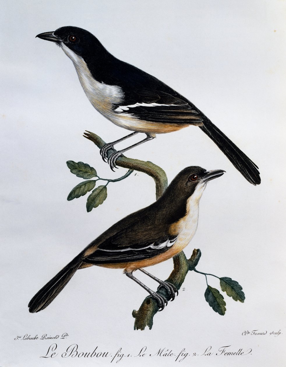 Macho y hembra de Boubou del sur (Laniarius ferrugineus), grabado de Histoire Naturelle des Oiseaux d