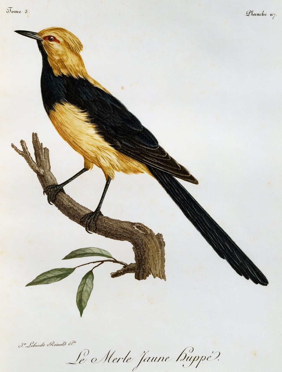 Merle Jaune Huppe, grabado de Histoire Naturelle des Oiseaux d