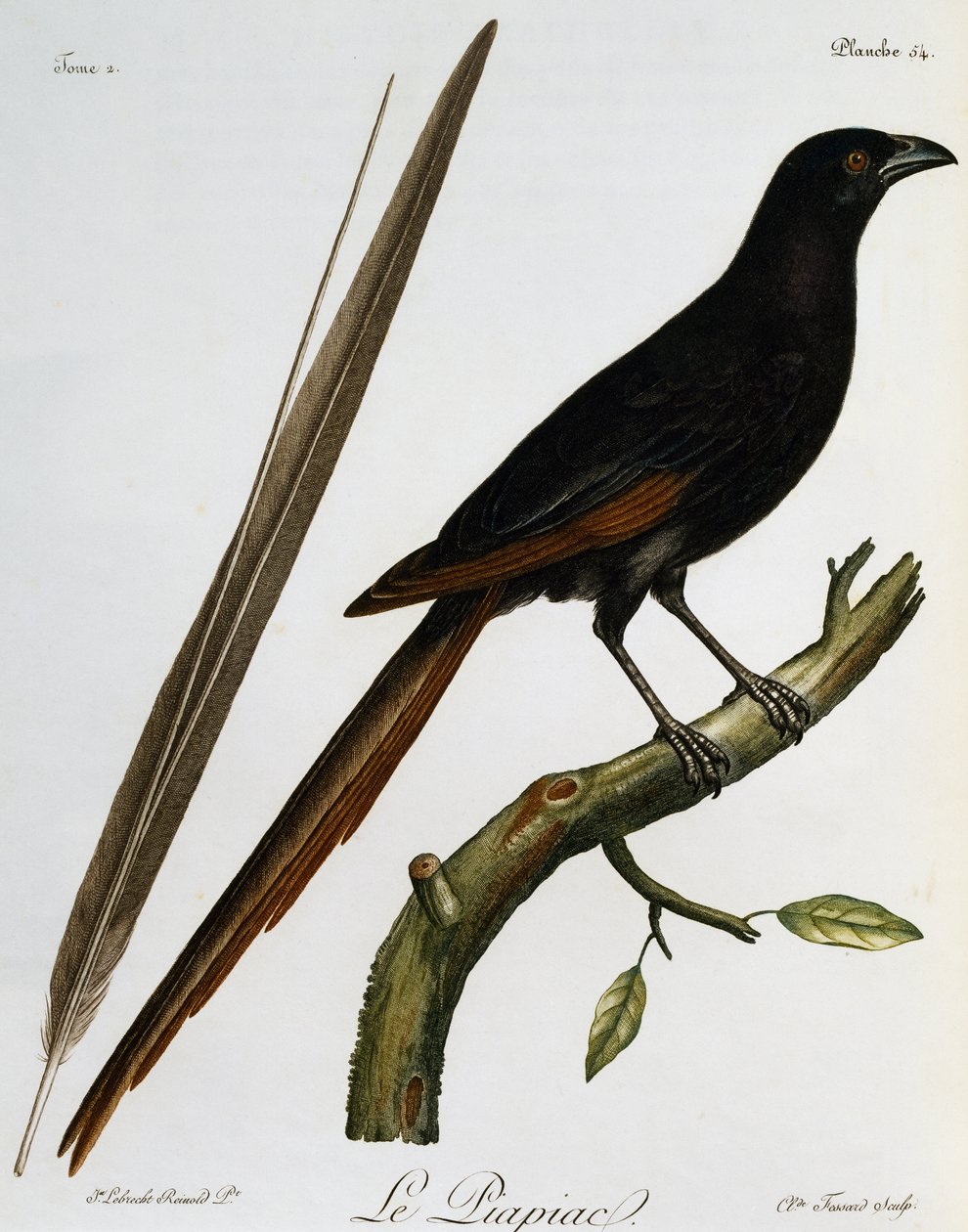 Piapiac (Ptilostomus afer), grabado de Histoire Naturelle des Oiseaux d