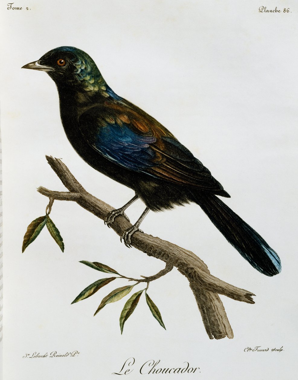 Estornino Brillante del Príncipe (Lamprotornis ornatus), grabado de Histoire Naturelle des Oiseaux d