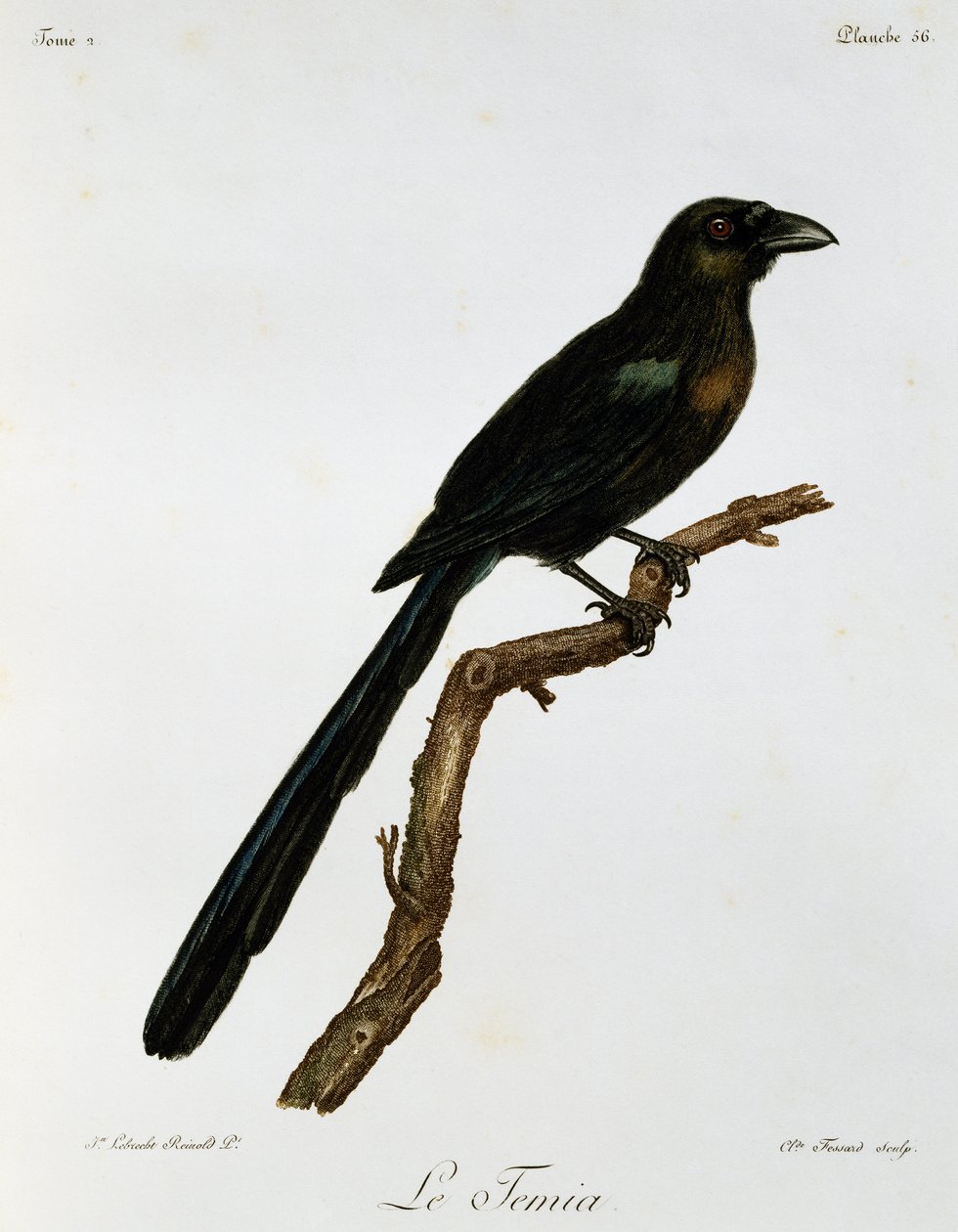 Urraca de cola de raqueta (Crypsirina temia), grabado de Histoire Naturelle des Oiseaux d