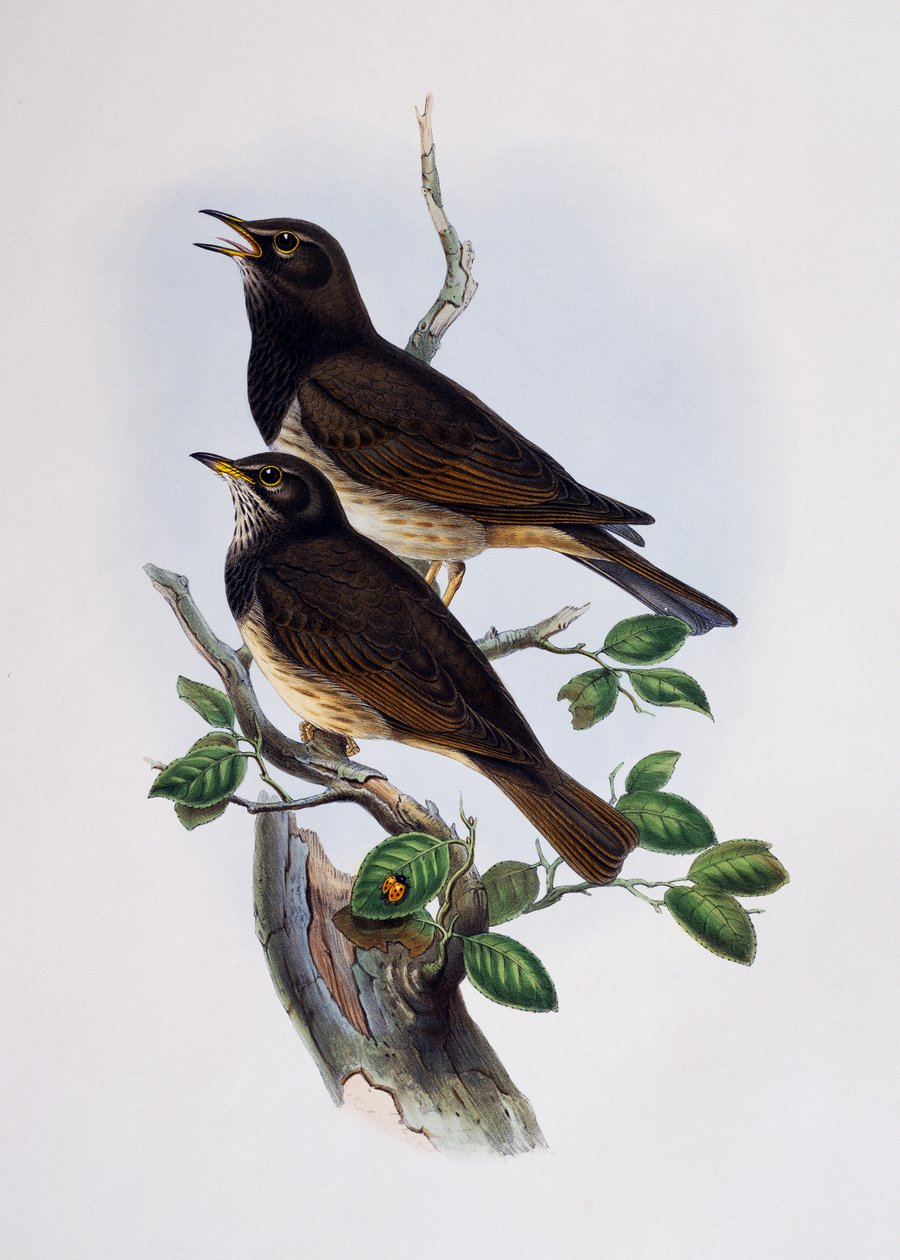 Estornino brillante de hombros rojos (Lamprotornis nitens), grabado de Histoire Naturelle des Oiseaux d