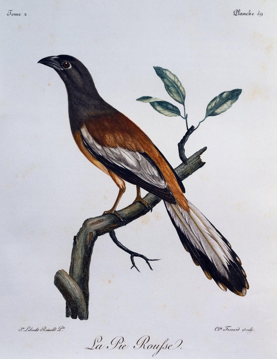 Urraca rufa (Dendrocitta vagabunda), grabado de Histoire Naturelle des Oiseaux d