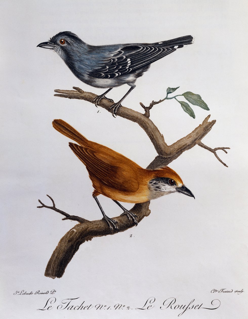 Tachet y, abajo, Rousset, grabado de Histoire Naturelle des Oiseaux d