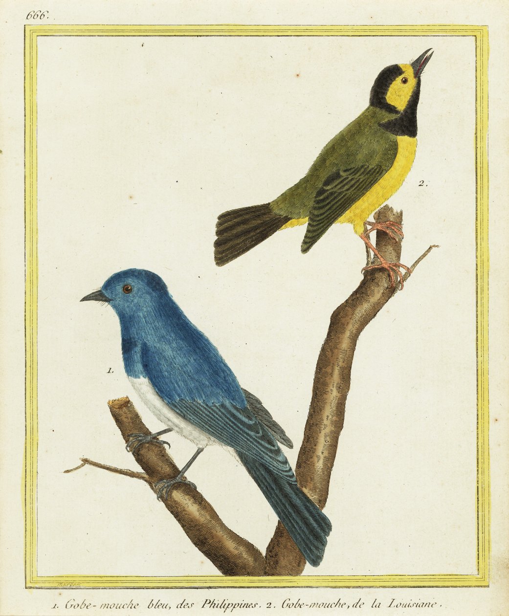 Monarca de nuca negra, Hypothymis azurea 1, y reinita encapuchada, Setophaga citrina 2 de Francois Nicolas Martinet