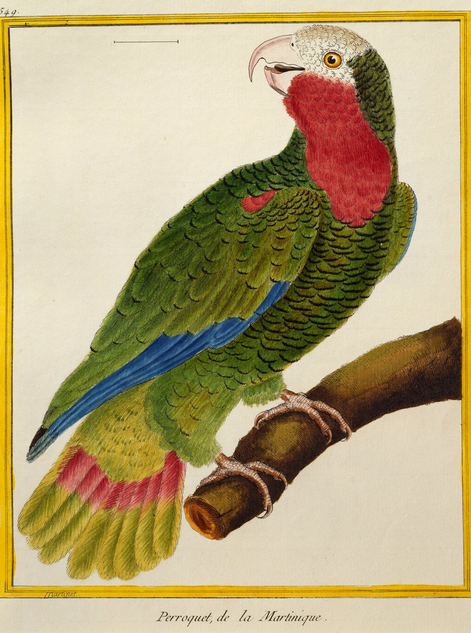 Loro cubano (Amazona leucocephala), de Histoire naturelle des oiseaux de Francois Nicolas Martinet