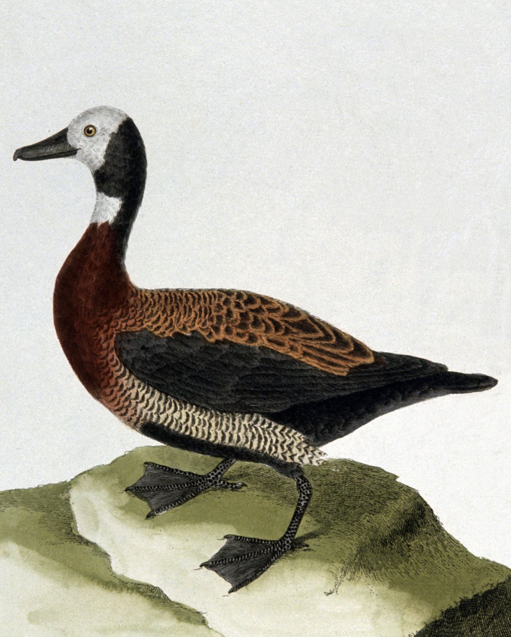 Pato de Maragnan de Francois Nicolas Martinet