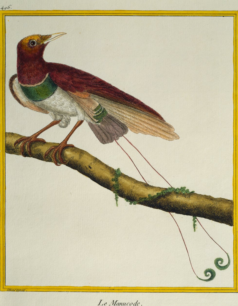Ave del paraíso rey (Cicinnurus regius) de Francois Nicolas Martinet