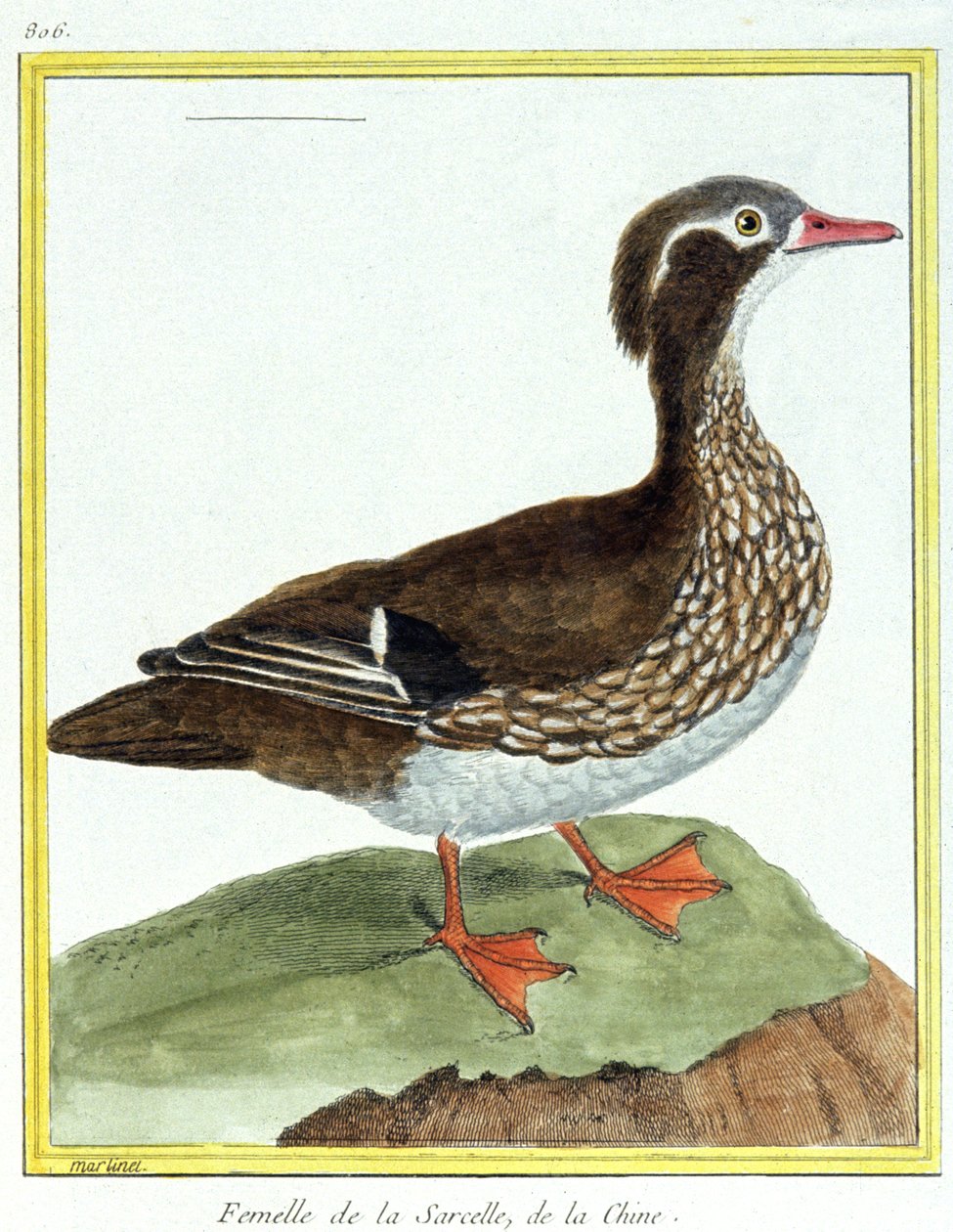 Ciencia. Zoología. Cerceta China. Grabado por François Nicolas Martinet en: Historia natural de las aves, por Georges Louis Leclerc de Buffon, Francia, c.1777 (grabado a color) de Francois Nicolas Martinet