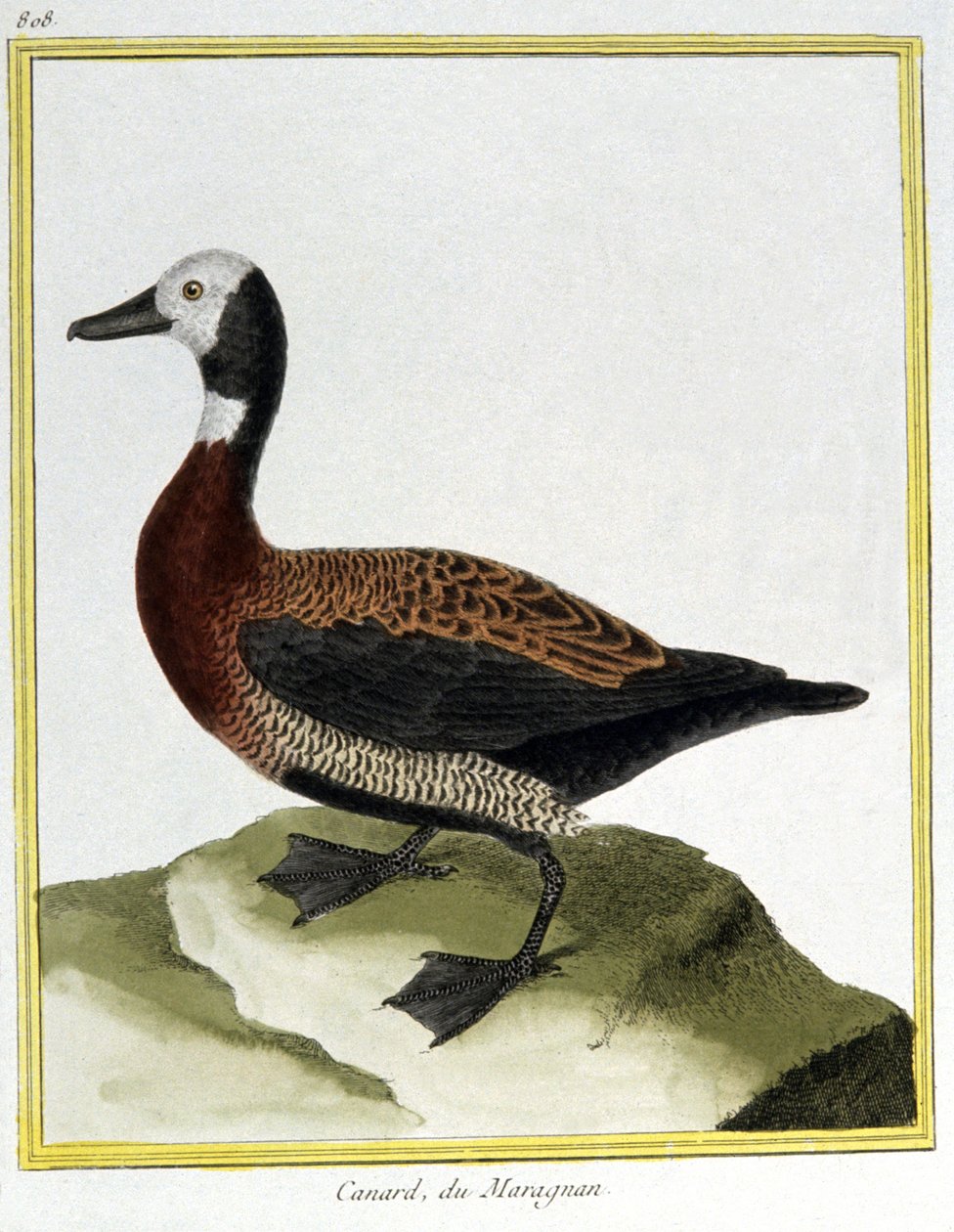 Ciencia. Zoología. Ánade silbón euroasiático. Grabado por François Nicolas Martinet en: Histoire naturelle des oiseaux, por Georges Louis Leclerc de Buffon, Francia, c.1777 de Francois Nicolas Martinet