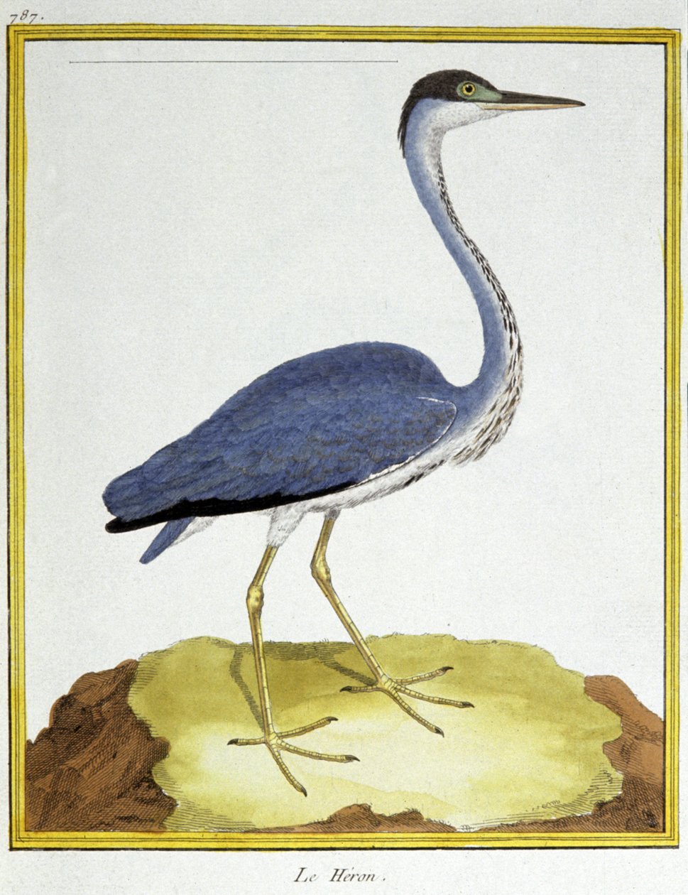 Ciencia. Zoología. Garza. Grabado por François Nicolas Martinet en: Histoire naturelle des oiseaux, por Georges Louis Leclerc de Buffon, Francia, c.1777 de Francois Nicolas Martinet