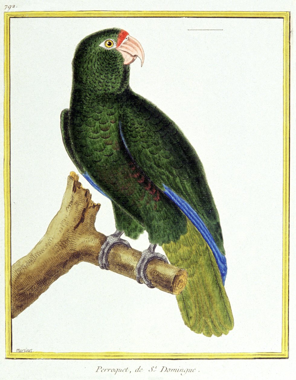 Ciencia. Zoología. Loro de Santo Domingo. Grabado por François Nicolas Martinet en: Histoire naturelle des oiseaux, por Georges Louis Leclerc de Buffon, Francia, c.1777 de Francois Nicolas Martinet