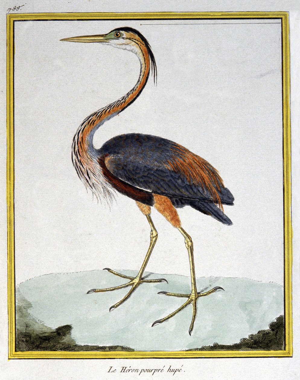 Ciencia. Zoología. Garza morada. Grabado por François Nicolas Martinet en: Histoire naturelle des oiseaux, por Georges Louis Leclerc de Buffon, Francia, c.1777 de Francois Nicolas Martinet