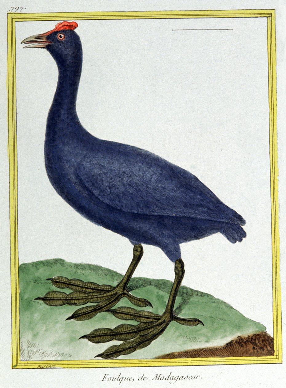 Ciencia. Zoología. Pato de Madagascar. Grabado por François Nicolas Martinet en: Histoire naturelle des oiseaux, por Georges Louis Leclerc de Buffon, Francia, c.1777 de Francois Nicolas Martinet