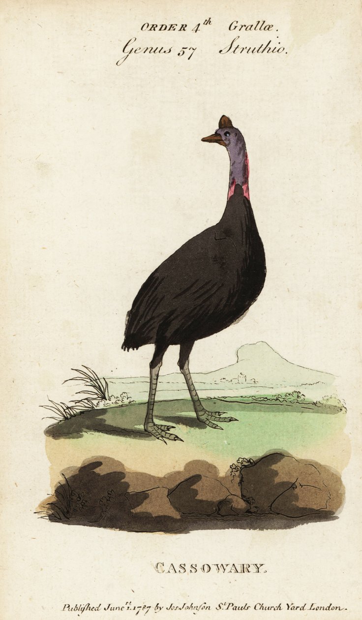 Casuario del sur, Casuarius casuarius de Francois Nicolas Martinet