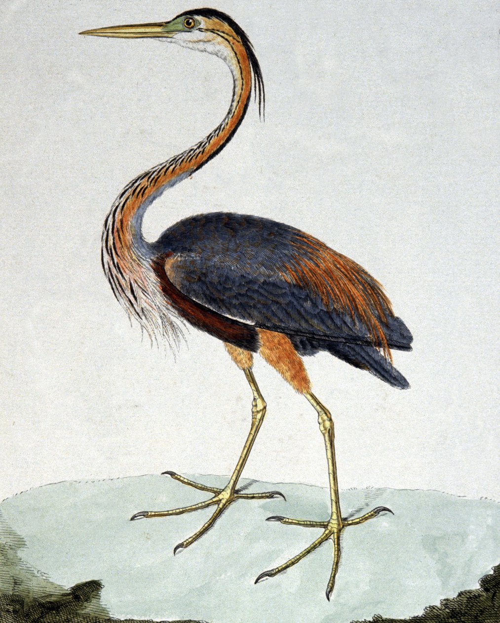 La Garza Morada de Francois Nicolas Martinet