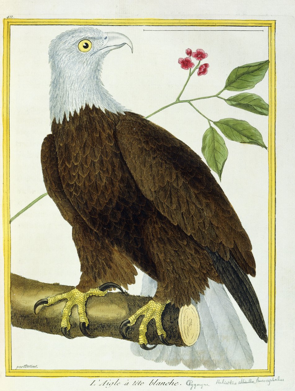 Águila calva, c.1770-1786 de Francois Nicolas Martinet