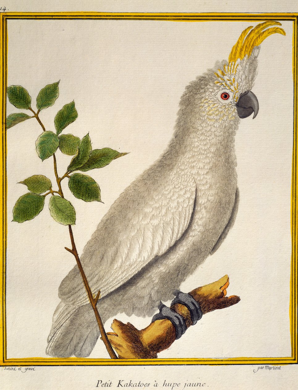 Cacatúa de cresta amarilla (Cacatua sulphurea), de Histoire naturelle des oiseaux de Francois Nicolas Martinet