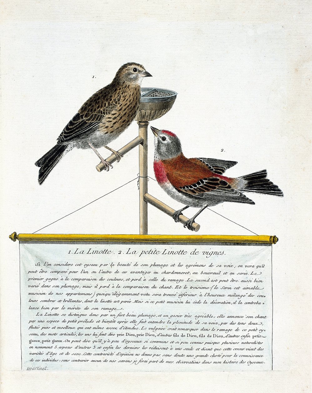 Tabla zoológica (ornitología): de arriba a abajo: La linotte (linotte melodiosa) y la pequeña linotte de las viñas (carduelis cannabina) en un perchero. Ilustración en 