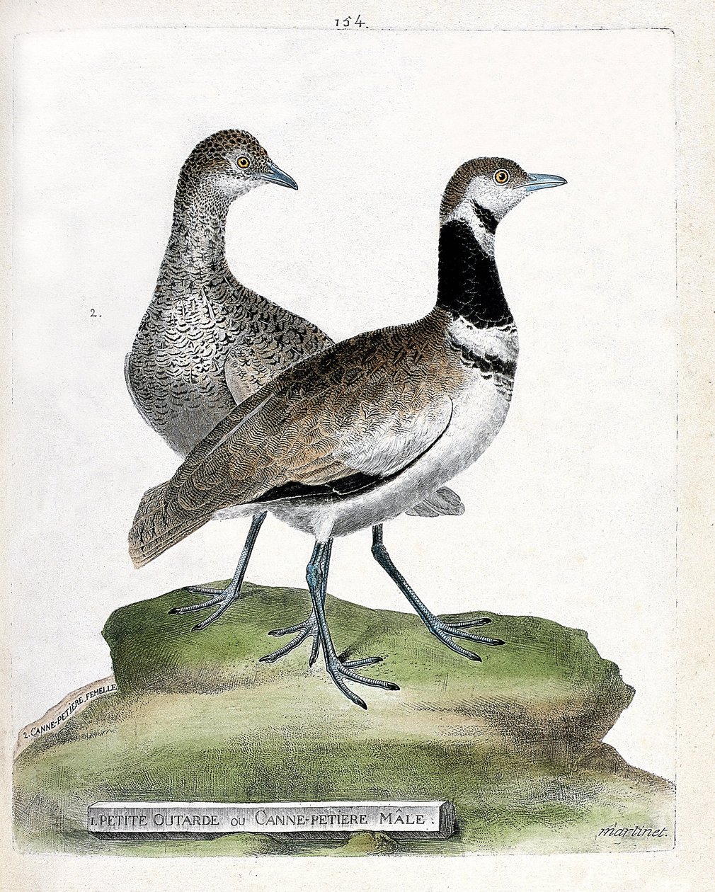 Tabla zoológica (ornitología): frente: avutarda pequeña o caña macho pequeña y atrás: caña hembra pequeña (avutarda canepetiere o tetrax tetrax). Ilustración en “La Historia de los Pájaros, Pintados en Sus Aspectos Aparientes y Sensibles” de Francois Nicol de Francois Nicolas Martinet