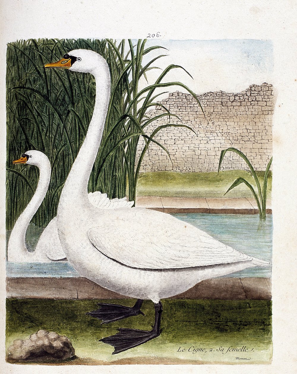 En frente: el cisne y detrás su hembra (cisne tuber o cygnus olor). Ilustración en “La Historia de los Pájaros, Pintados en Sus Aspectos Aparecidos y Sensibles” de Francois Nicolas Martinet (1731-1800). Colección privada. de Francois Nicolas Martinet