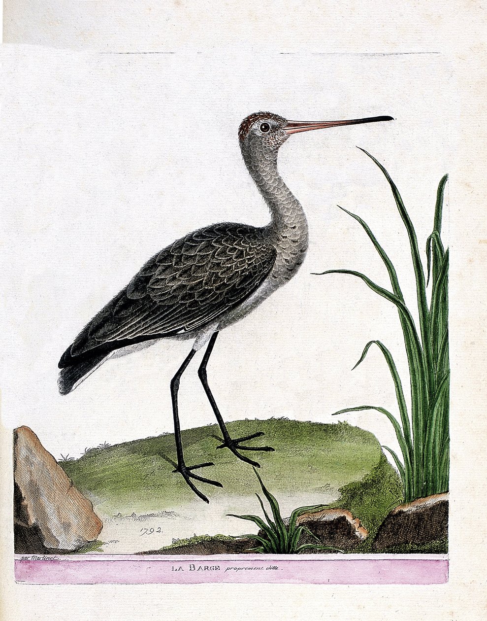 Gráfico zoológico (ornitología): aguja colinegra (Limosa limosa). Ilustración en “La Historia de las Aves, Pintadas en Sus Aspectos Aparientes y Sensibles” de François Nicolas Martinet (1731-1800). Colección privada. de Francois Nicolas Martinet