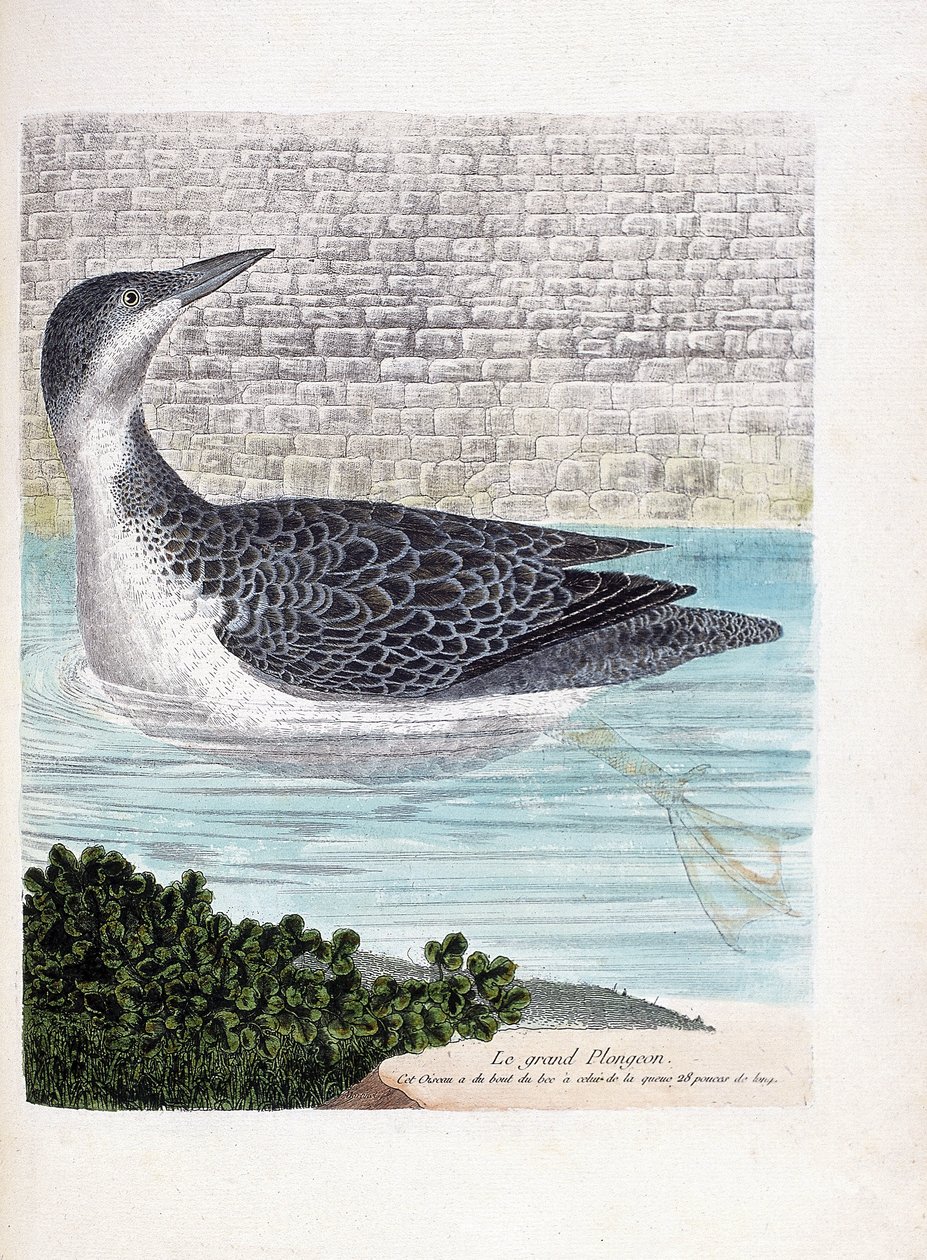 Tabla zoológica (ornitología): el gran zambullidor (imbrin dip o gavia immer). Ilustración en “La Historia de los Pájaros, Pintados en Sus Aspectos Aparientes y Sensibles” de Francois Nicolas Martinet (1731-1800). Colección privada. de Francois Nicolas Martinet