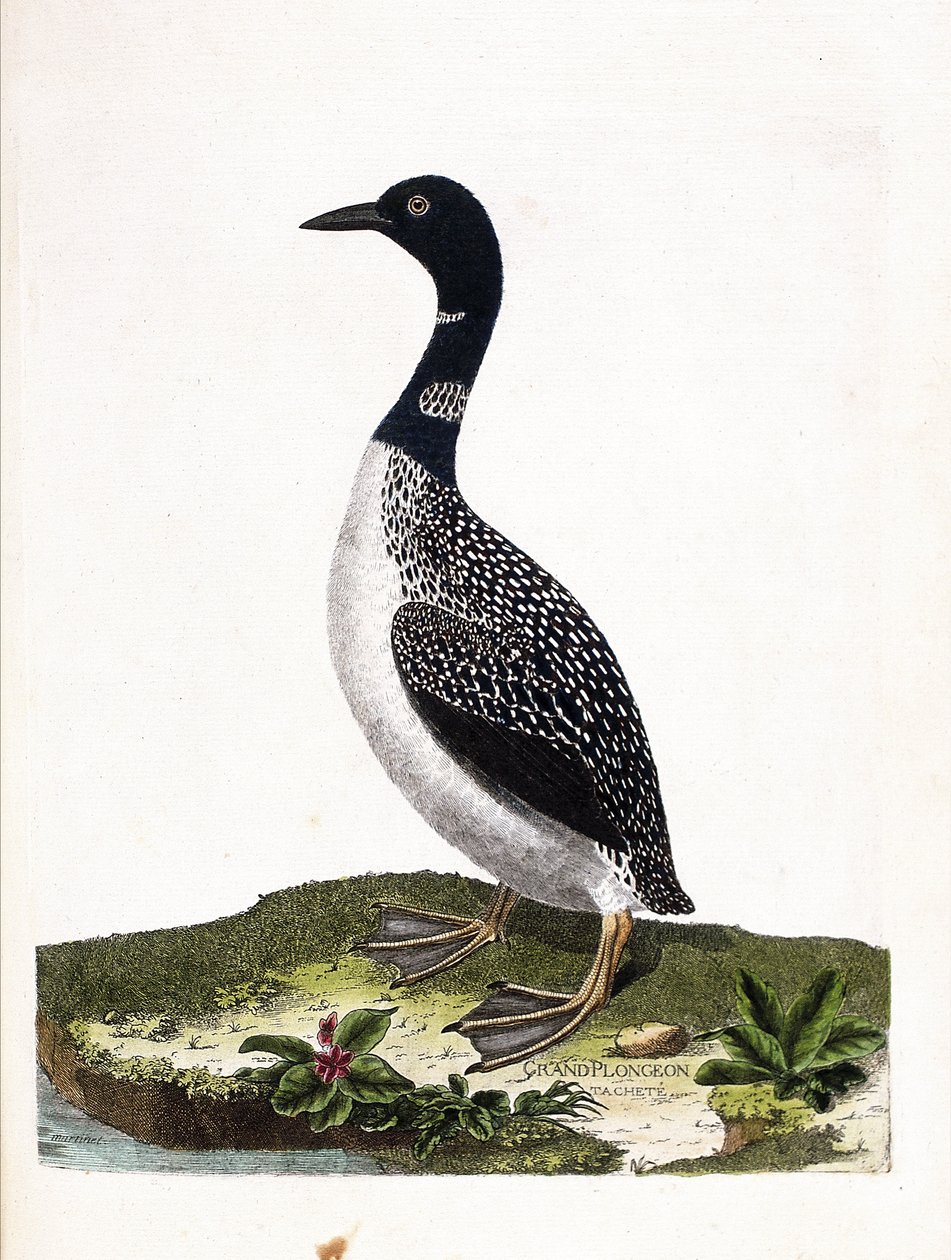 Gráfico zoológico (ornitología): colimbo grande (Gavia immer). Ilustración en “La Historia de las Aves, Pintadas en Sus Aspectos Aparientes y Sensibles” de François Nicolas Martinet (1731-1800). Colección privada. de Francois Nicolas Martinet