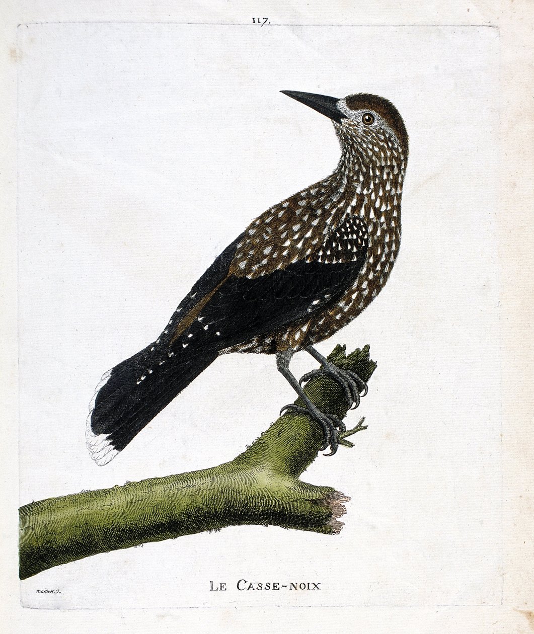 Tabla zoológica (ornitología): el cascanueces (cascanueces o nucifraga caryocatacts) en una rama. Ilustración en “La Historia de las Aves, Pintadas en Sus Aspectos Aparecidos y Sensibles” por Francois Nicolas Martinet (1731-1800). Colección privada de Francois Nicolas Martinet