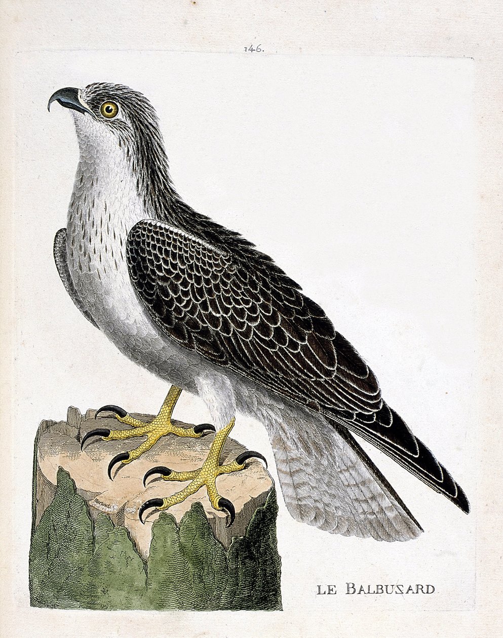 El águila pescadora (águila pescadora o pandion haliaetus). Ilustración en “La Historia de los Pájaros, Pintados en Sus Aspectos Aparecidos y Sensibles” de Francois Nicolas Martinet (1731-1800). Colección privada. de Francois Nicolas Martinet