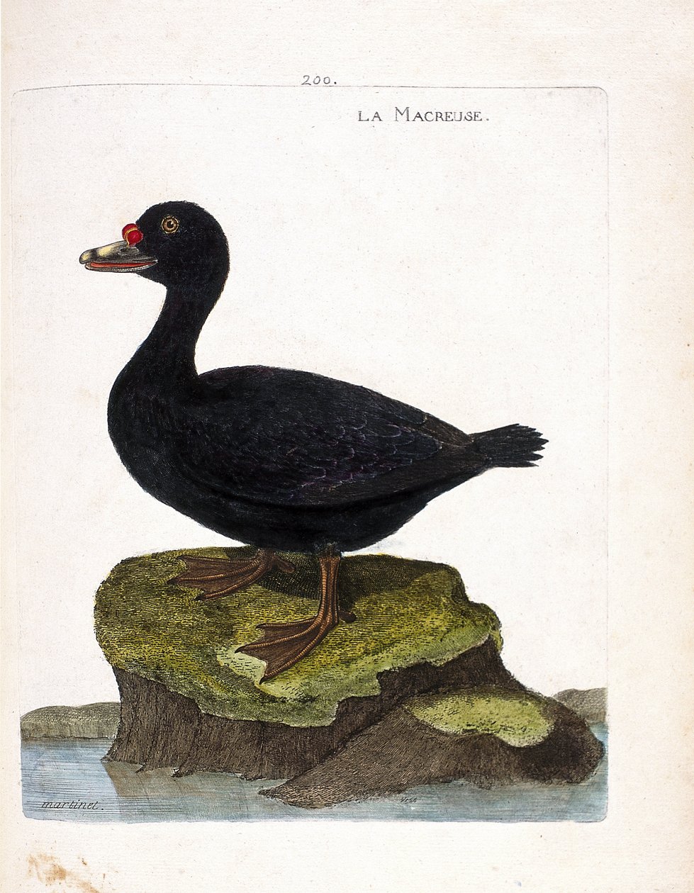 Tabla zoológica (ornitología): el negrón (negrón común o melanitta nigra). Ilustración en “La Historia de los Pájaros, Pintados en Sus Aspectos Aparientes y Sensibles” de Francois Nicolas Martinet (1731-1800). Colección privada de Francois Nicolas Martinet