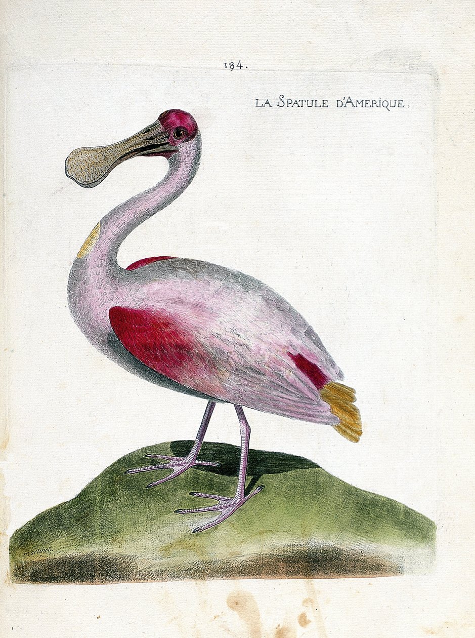 Gráfico zoológico (ornitología): espátula rosada americana (Platalea ajaja). Ilustración en “La Historia de las Aves, Pintadas en Sus Aspectos Aparientes y Sensibles” de François Nicolas Martinet (1731-1800). Colección privada. de Francois Nicolas Martinet