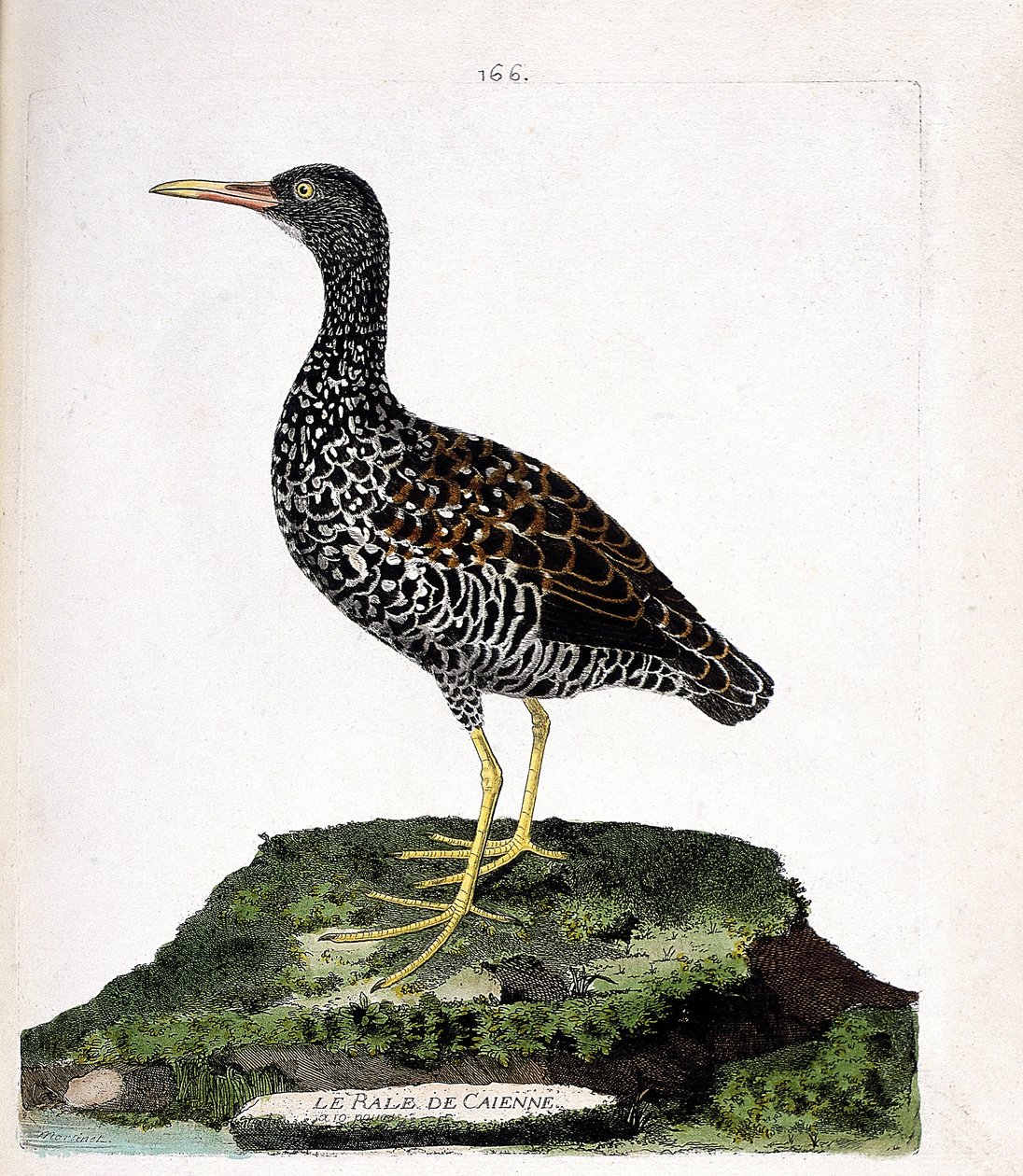 Tabla zoológica (ornitología): el rale de Caienne (rale manchado o pardirallus maculatus). Ilustración en 