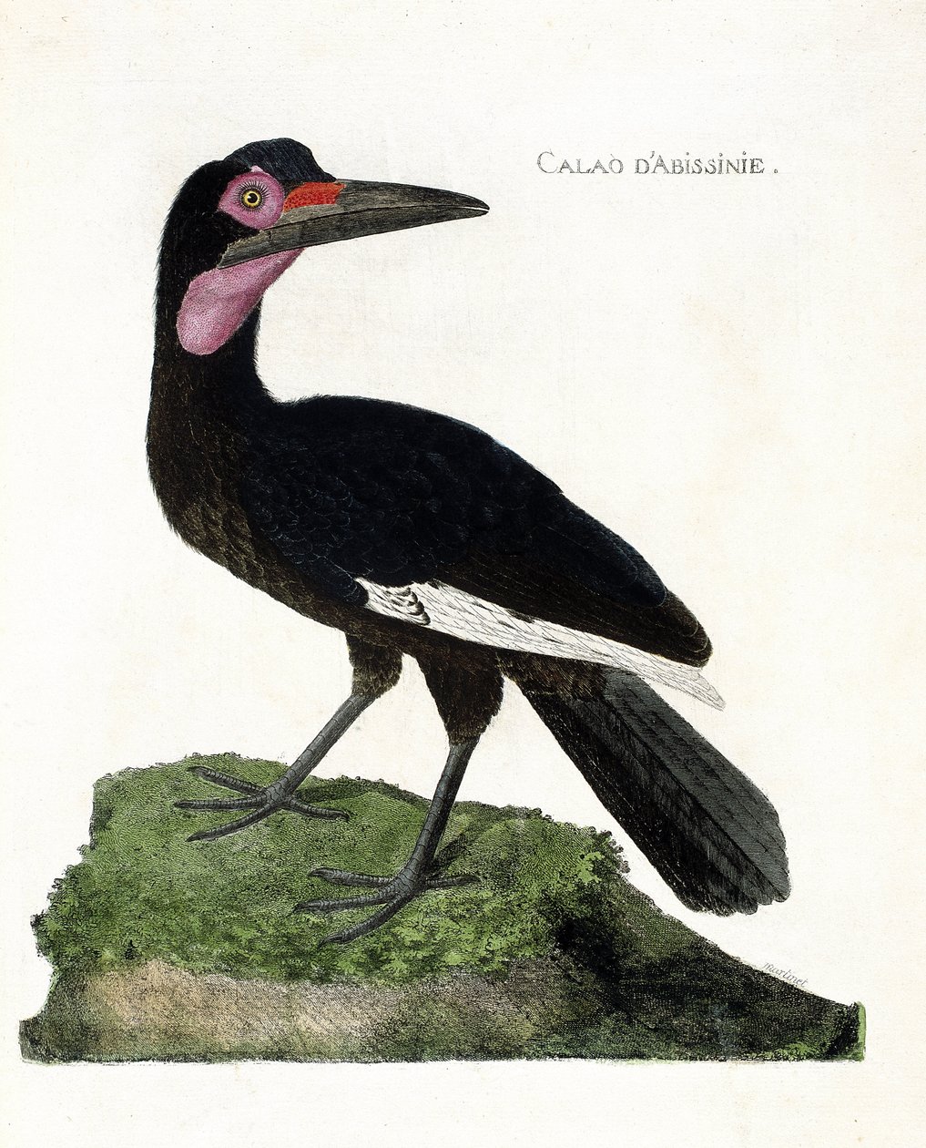 Carta zoológica (ornitología): Calao de Abisinia (Calao de Abisinia o Bucorvus abyssinicus). Ilustración en “La Historia de los Pájaros, Pintados en Sus Aspectos Aparecidos y Sensibles” por Francois Nicolas Martinet (1731-1800). Colección privada. de Francois Nicolas Martinet